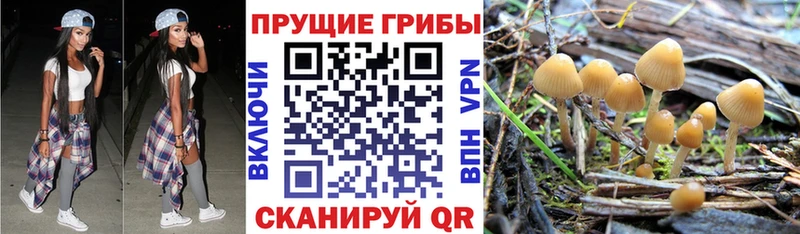 купить наркотик Салехард Псилоцибиновые грибы MAGIC MUSHROOMS